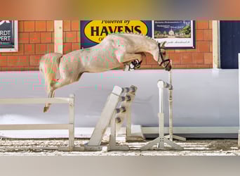 German Riding Pony, Stallion, 4 years, 14,1 hh, Palomino
