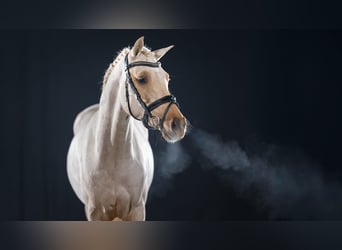 German Riding Pony, Stallion, 4 years, 14,1 hh, Palomino