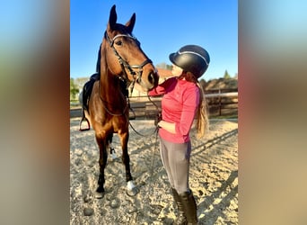 German Sport Horse, Mare, 7 years, 16,2 hh, Brown