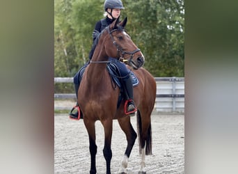German Sport Horse, Mare, 7 years, 16,2 hh, Brown