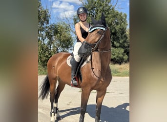 German Sport Horse, Mare, 7 years, 16,2 hh, Brown
