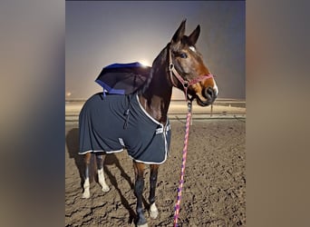 German Sport Horse, Mare, 7 years, 16,2 hh, Brown