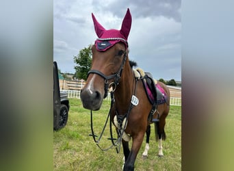 German Sport Horse, Mare, 7 years, 16,2 hh, Brown