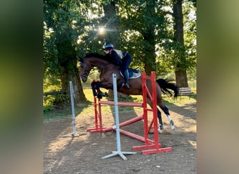 German Sport Horse, Mare, 7 years, 16,2 hh, Brown