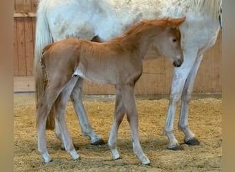 German Sport Horse, Mare, Foal (02/2026), Palomino