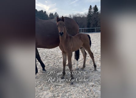 German Sport Horse, Stallion, Foal (02/2026), Brown