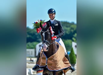 Hanoverian, Stallion, 14 years, 16,2 hh, Black