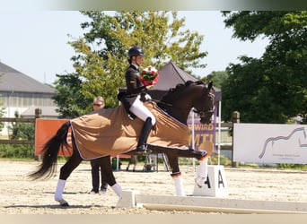 Hanoverian, Stallion, 14 years, 16,2 hh, Black