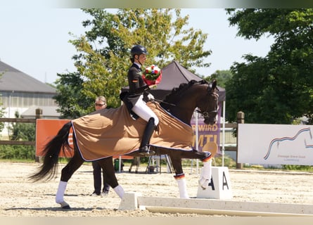 Hanoverian, Stallion, 14 years, 16,2 hh, Black