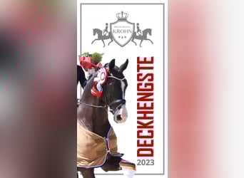 Hanoverian, Stallion, 14 years, 16,2 hh, Black