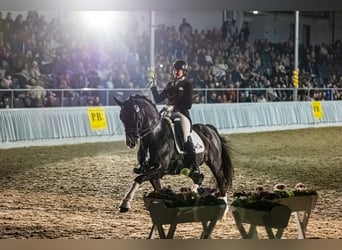 Hanoverian, Stallion, 14 years, 16,2 hh, Black