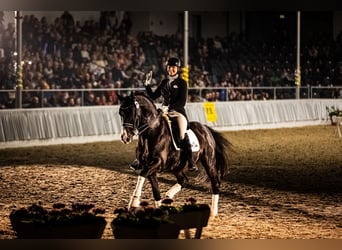 Hanoverian, Stallion, 14 years, 16,2 hh, Black