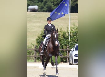 Hanoverian, Stallion, 14 years, 16,2 hh, Black