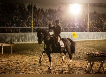 Hanoverian, Stallion, 14 years, 16,2 hh, Black