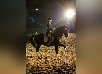 Hanoverian, Stallion, 14 years, 16,2 hh, Black
