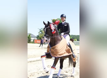 Hanoverian, Stallion, 14 years, 16,2 hh, Black