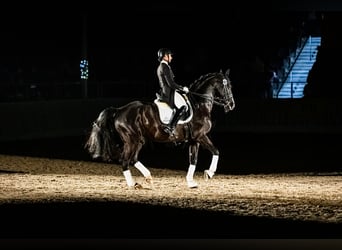 Hanoverian, Stallion, 14 years, 16,2 hh, Black