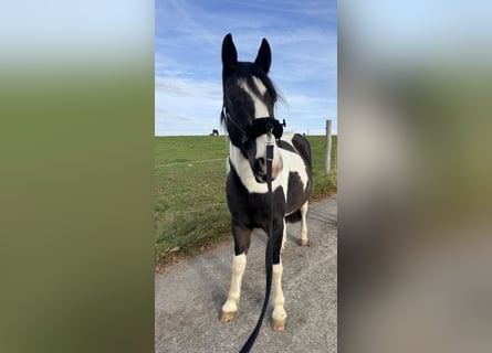 Gypsy Horse Mix, Gelding, 3 years, 14,2 hh, Pinto