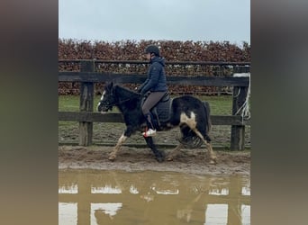 Gypsy Horse Mix, Mare, 5 years, 12,2 hh, Pinto