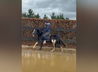 Gypsy Horse Mix, Mare, 5 years, 12,2 hh, Pinto