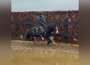 Gypsy Horse Mix, Mare, 5 years, 12,2 hh, Pinto