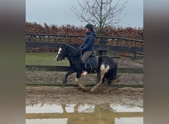 Gypsy Horse Mix, Mare, 5 years, 12,2 hh, Pinto