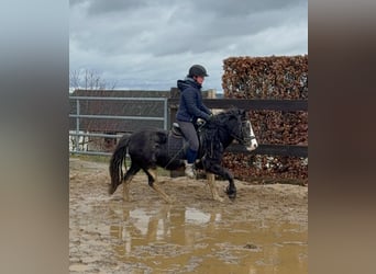 Gypsy Horse Mix, Mare, 5 years, 12,2 hh, Pinto