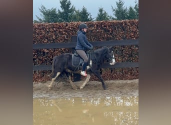 Gypsy Horse Mix, Mare, 5 years, 12,2 hh, Pinto