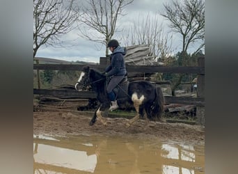 Gypsy Horse Mix, Mare, 5 years, 12,2 hh, Pinto