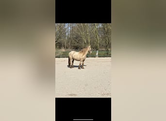 Gypsy Horse, Mare, 7 years, 12,2 hh, Champagne