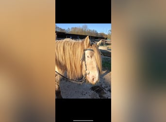 Gypsy Horse, Mare, 7 years, 12,2 hh, Champagne