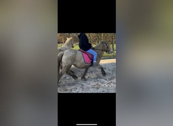 Gypsy Horse, Mare, 7 years, 12,2 hh, Champagne