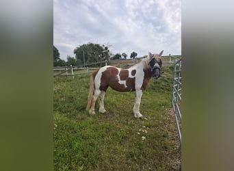Gypsy Horse, Mare, 9 years, 14,2 hh, Pinto