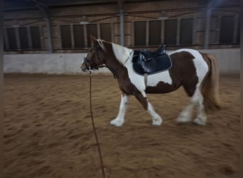 Gypsy Horse, Mare, 9 years, 14,2 hh, Pinto