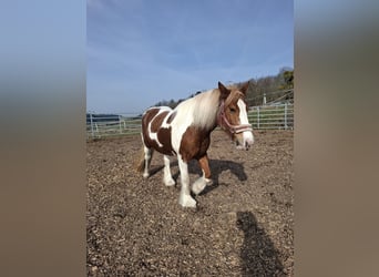 Gypsy Horse, Mare, 9 years, 14,2 hh, Pinto