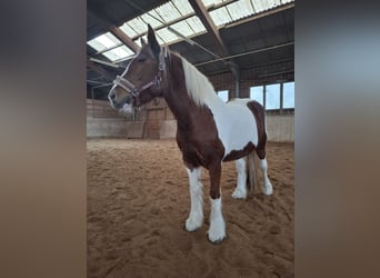 Gypsy Horse, Mare, 9 years, 14,2 hh, Pinto