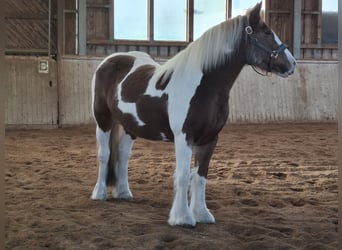 Gypsy Horse, Mare, 9 years, 14,2 hh, Pinto