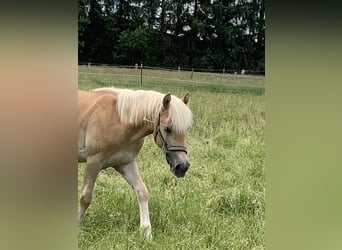 Haflinger, Stallion, 2 years, 14,2 hh