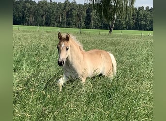 Haflinger, Stallion, 2 years, 14,2 hh