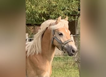 Haflinger, Stallion, 2 years, 14,2 hh