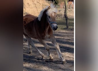 Haflinger, Stallion, 2 years, 14,2 hh