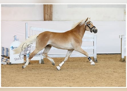 Haflinger, Stallion, 6 years, 14,2 hh, Chestnut-Red