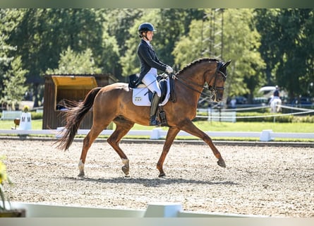 Hanoverian, Gelding, 10 years, 16,2 hh, Chestnut