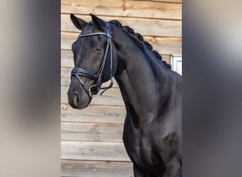 Hanoverian, Gelding, 6 years, 16,3 hh, Black