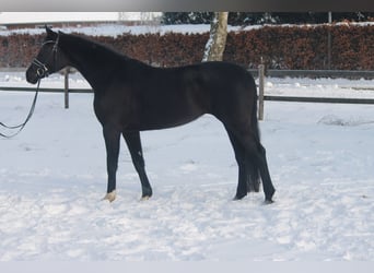 Hanoverian, Mare, 5 years, 16,3 hh, Black