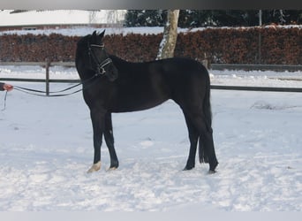Hanoverian, Mare, 5 years, 16,3 hh, Black