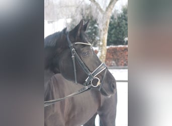 Hanoverian, Mare, 5 years, 16,3 hh, Black