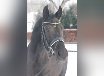 Hanoverian, Mare, 5 years, 16,3 hh, Black