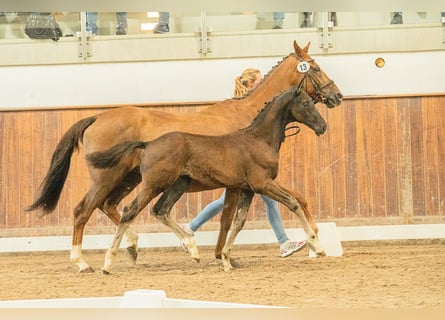 Hanoverian, Stallion, 1 year, 16,3 hh, Black