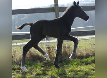 Hanoverian, Stallion, Foal (03/2026), 17 hh, Black